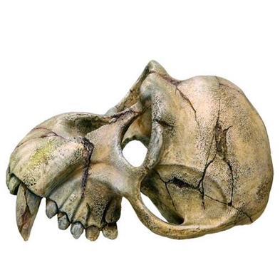 Monkey skull akvariedeko, 22,5 x 14,5 x 11 cm (1)