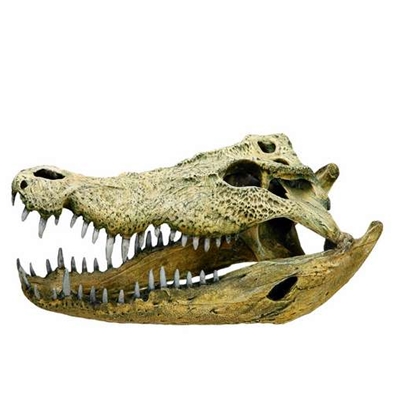 Aqua deko. Krokodillekranium, 47,5x20,5x16 cm (1)